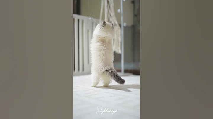 Video 7092871: ragdollkittens cat, ragdollkitten cutecats, cutecat sweet, cfa, cattery, breed