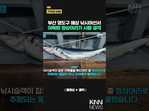 부산 해상서 어획된 <strong>청상아리</strong>, 사람 공격…1명 다쳐 / KNN