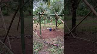 Download Lagu step by step #HeroesTonight #music  #gubukbambu #remix #edm #electronicmusic MP3