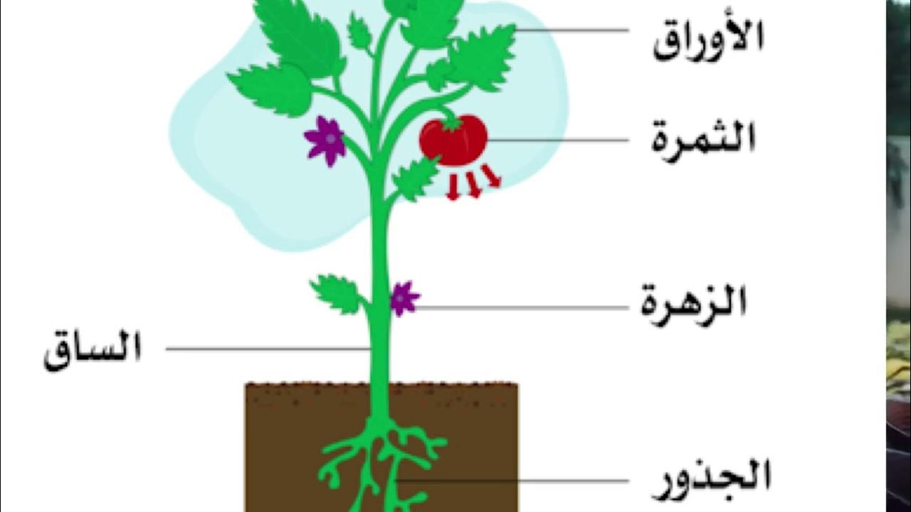 Plants kinds. Parts of a Plant. Parts of Plants for Kids. Parts of the Plant Fruit Seeds roots. Different Parts of a Plant.