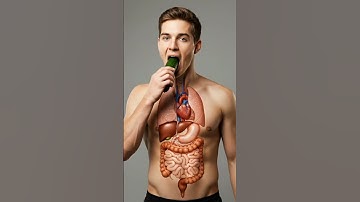 Inside Your Gut: What Happens When You Eat a Cucumber (3D Animation)