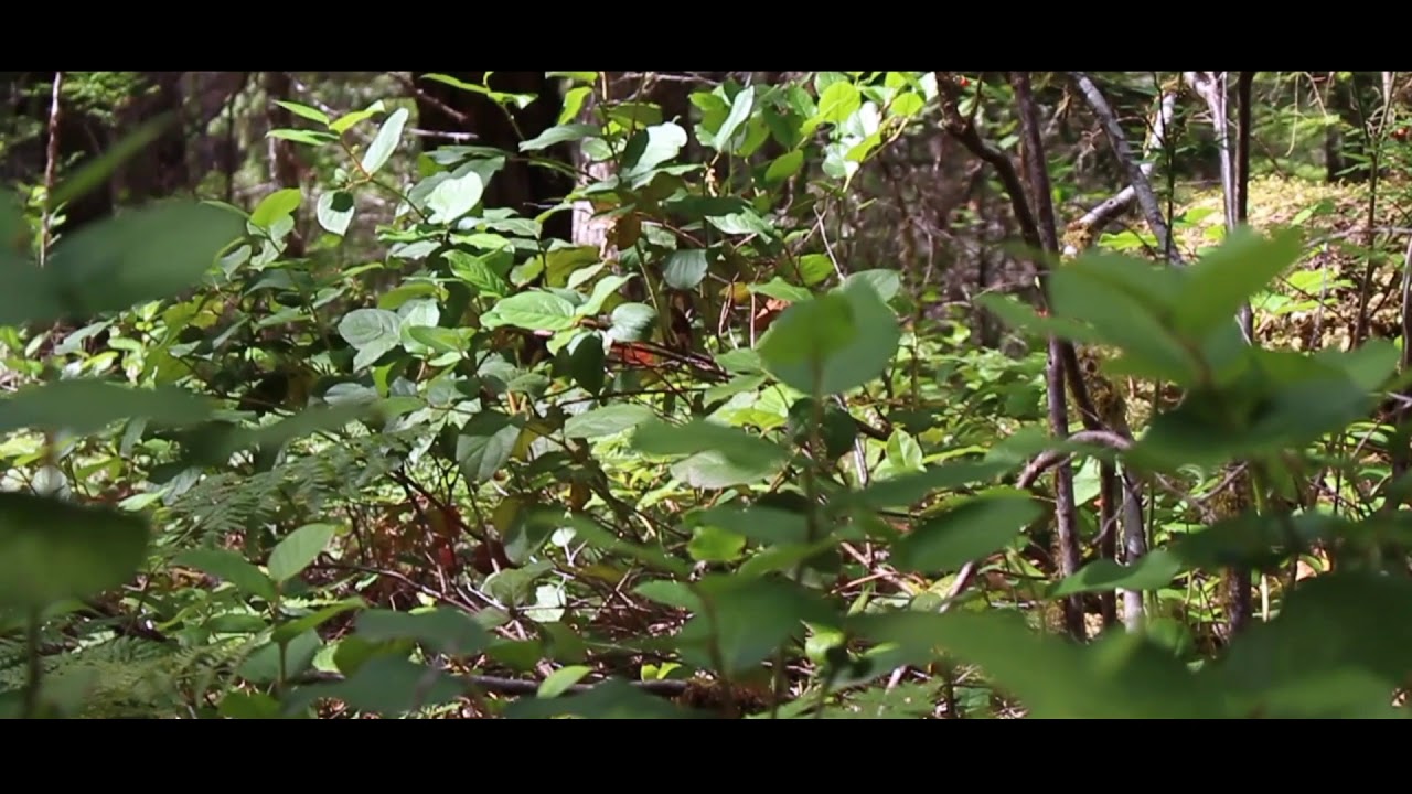 Camping trip cinematography