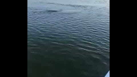 Sea monster caught on camera  😱