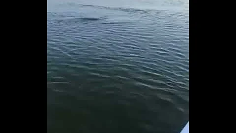 Sea monster caught on camera  😱 - DayDayNews