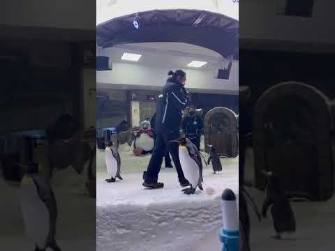 Penguins at Ski Dubai #dubaiattractions #skidubai #tourist