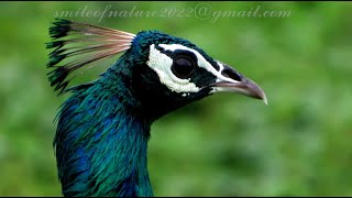 Peacock Collection-Flying-Rest time-Dancing- Group of peacocks -Male & Female / मोर# paon # merak