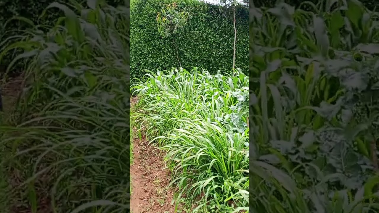 1 Acre Ndeiya Loyal Prime for Residential