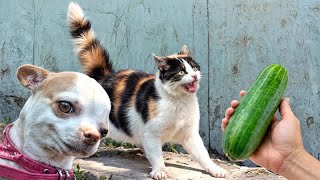 When God sends you a funny cat and dog😁Funniest cat and dog ever😪🐶