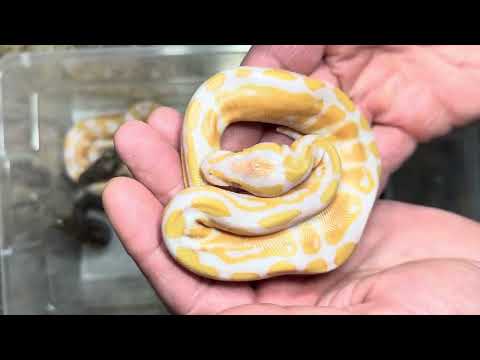 Clutch update. Lavender albino het clown X clown 100% het lavender albino.