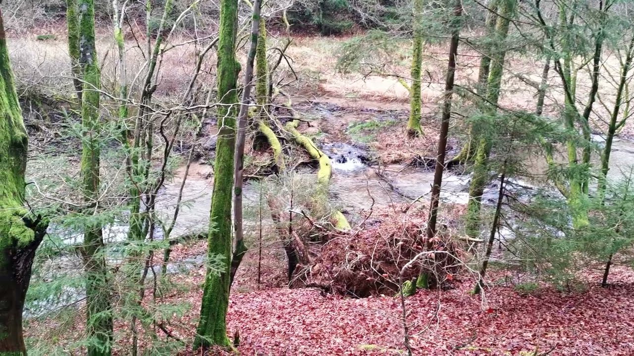 ꧁•⊹٭Auf dem Heinrichsthaler Weg (4k)٭⊹•꧂