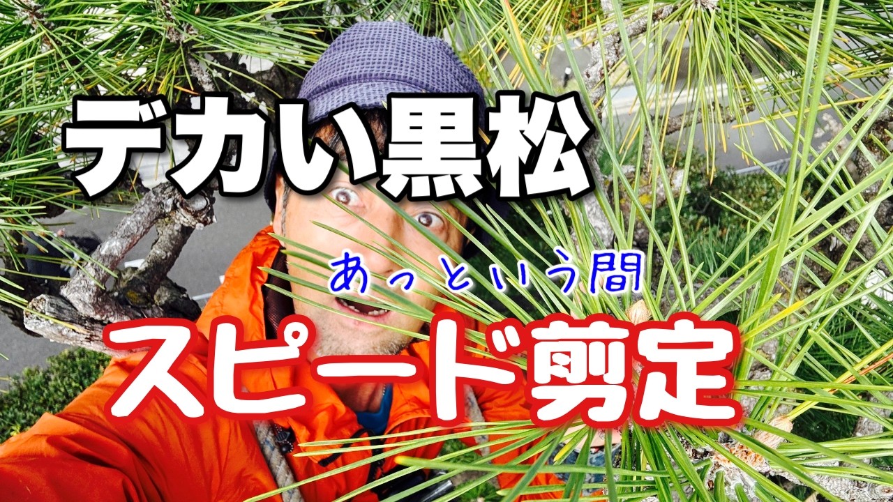 【マツの剪定】デカい松はこうすれば簡単に終わる