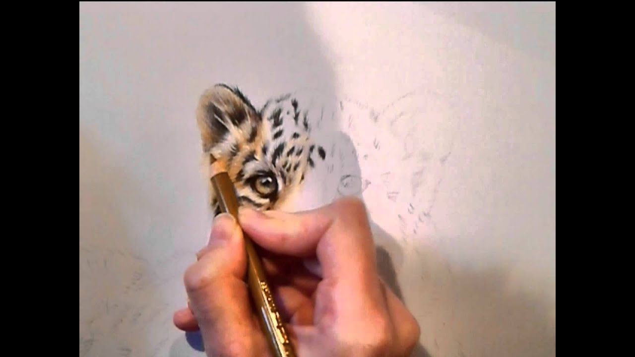 paint net How to draw a Leopard cub in colour pencil