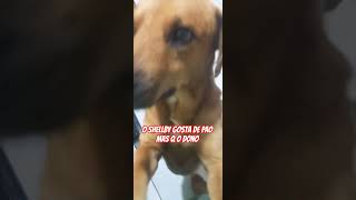 ele gosta mas de pão q do dono dele #pets#dog#cachorro#shorts