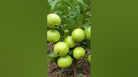 How to propagate guava tree from cuttings!