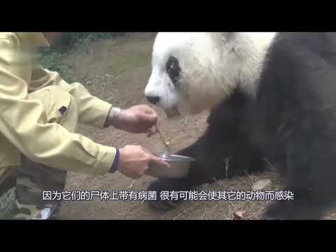 【奇人奇事】大熊猫死亡之后是怎么处理的呢？