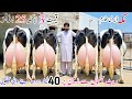 Makka Dairy Farm Biggest Sale 🔥 40 Liter Milk Record Cows For Sale in Pakistan 😱