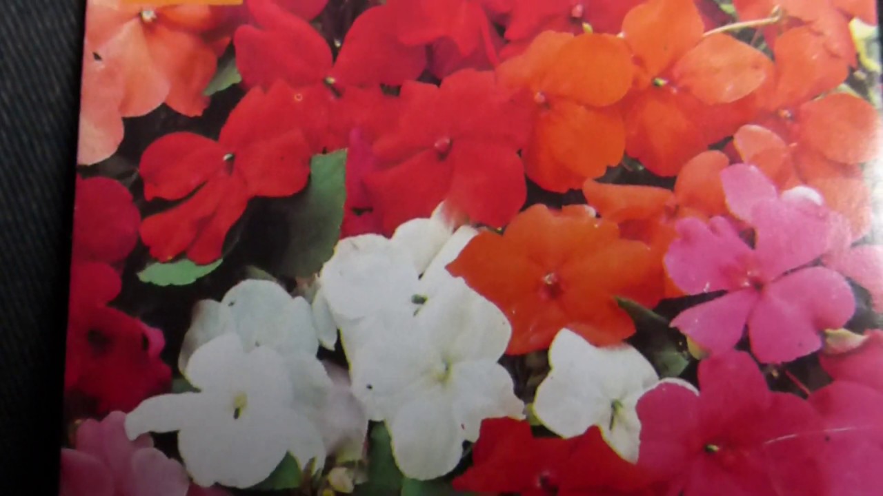 Busy Lizzie Seeds - Impatiens walleriana - Iðnalísa - Aldinskellur - Blómafræ - Pottaplöntur