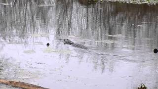 Alligator in Brazos Bend