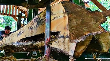 Dangerous process of teak logs bringing disaster in sawmill