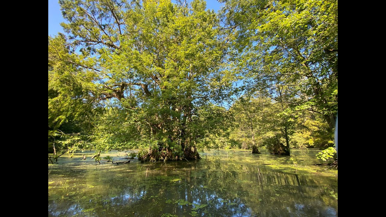 Welcome to Reelfoot Lake - Cypress Trees & History
