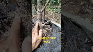 BIKIN THE MAX#kimengprogramthemax#bonsaipurwokerto#petanibonsai#bonsaitree#pecintabonsai#hobybonsai
