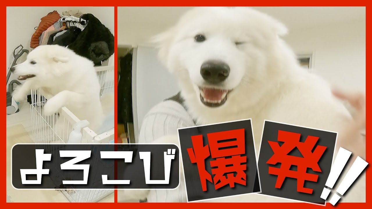 【パパとママが帰ってきた】サモエドの子犬が覚えたての技を披露！ / 集中トレーニング【3日目】 YouTube