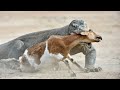 The Komodo Dragon&#39;s Deadly Encounter with a Fearless Goat