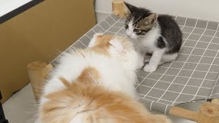 The Rescued Kitten Couldn't Move When He Saw the Big Cat Approaching │ Episode.7