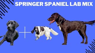 Springer Spaniel Lab Mix: Will They Be The PERFECT Dog For You?