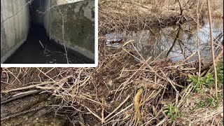 “UNCLOGGING CULVERT BLOCKED BY BEAVERS” Beaver Dam Removal