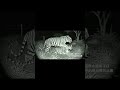 Night surveillance camera captures a male tiger lying on the back of a female tiger in Africa #ai