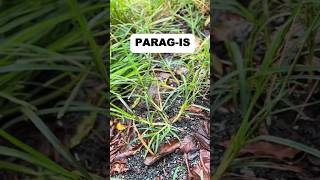 “Ano ang Parag-is at Bakit Ito Mahalagang Halaman?”#youtube #youtubecommunity #youtubecreator “Ano ang Parag-is at Bakit Ito Mahalagang Halaman?”#youtube #youtubecommunity #youtubecreator