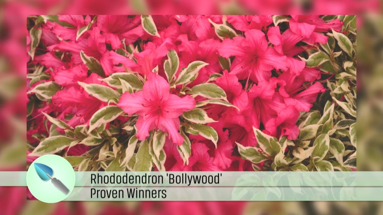De Grote Tuinverbouwing Proven Winners Rhododenron Bollywood (afl 29,  april 2023)