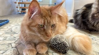 MAINE COON MELISSA WANTED TO EAT A HEDGEHOG