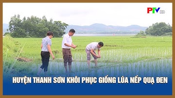 Huyện Thanh Sơn khôi phục giống lúa nếp quạ đen