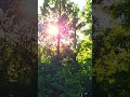 When May's Sunshine Kisses the Leaves 🌿 #Shorts #ASMR #Nature