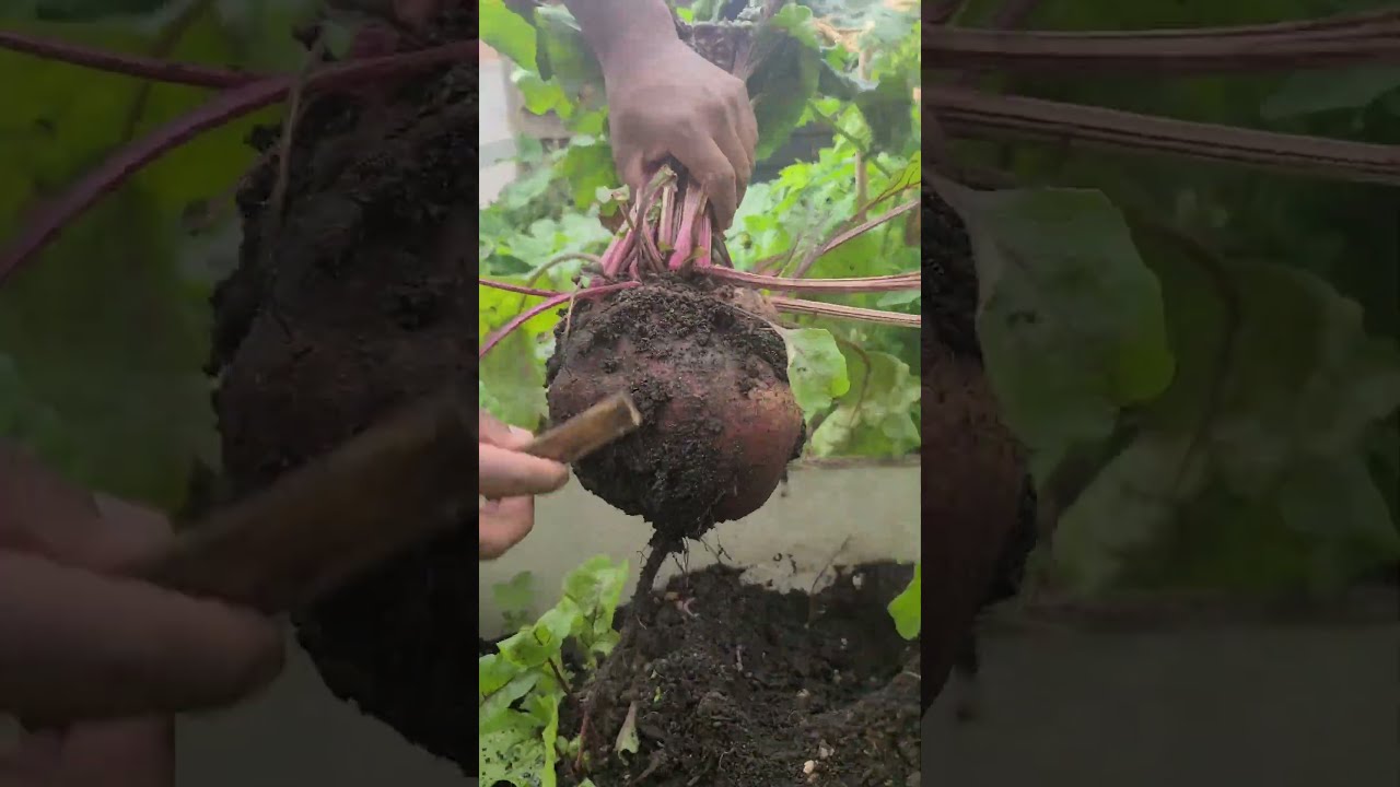 Check Out This 2.3 Kilogram BEAST of a Beetroot!  