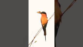 10,000 birds paint the Zambezi red