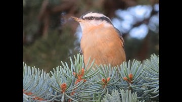The Upside Down Red-breasted Nuthatch
