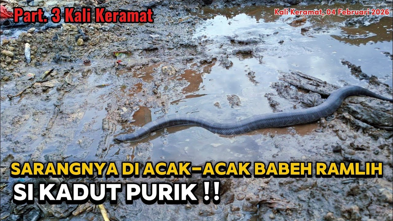 PART 3 KALI KERAMAT ‼️ SARANGNYA DI ACAK-ACAK - PENUNGGU SARANG PREDATOR KELUAR ‼️ 