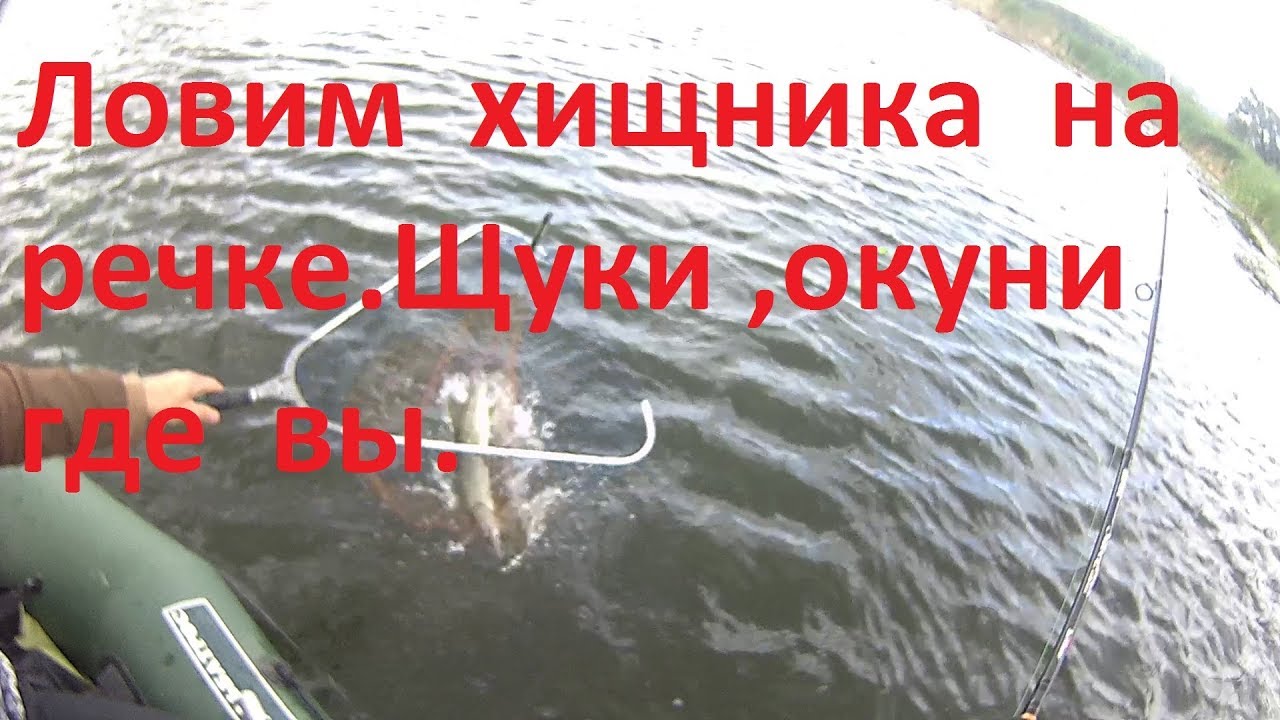 прогноз клева хищника-окуня щуки прогноз клева хищника-окуня щуки