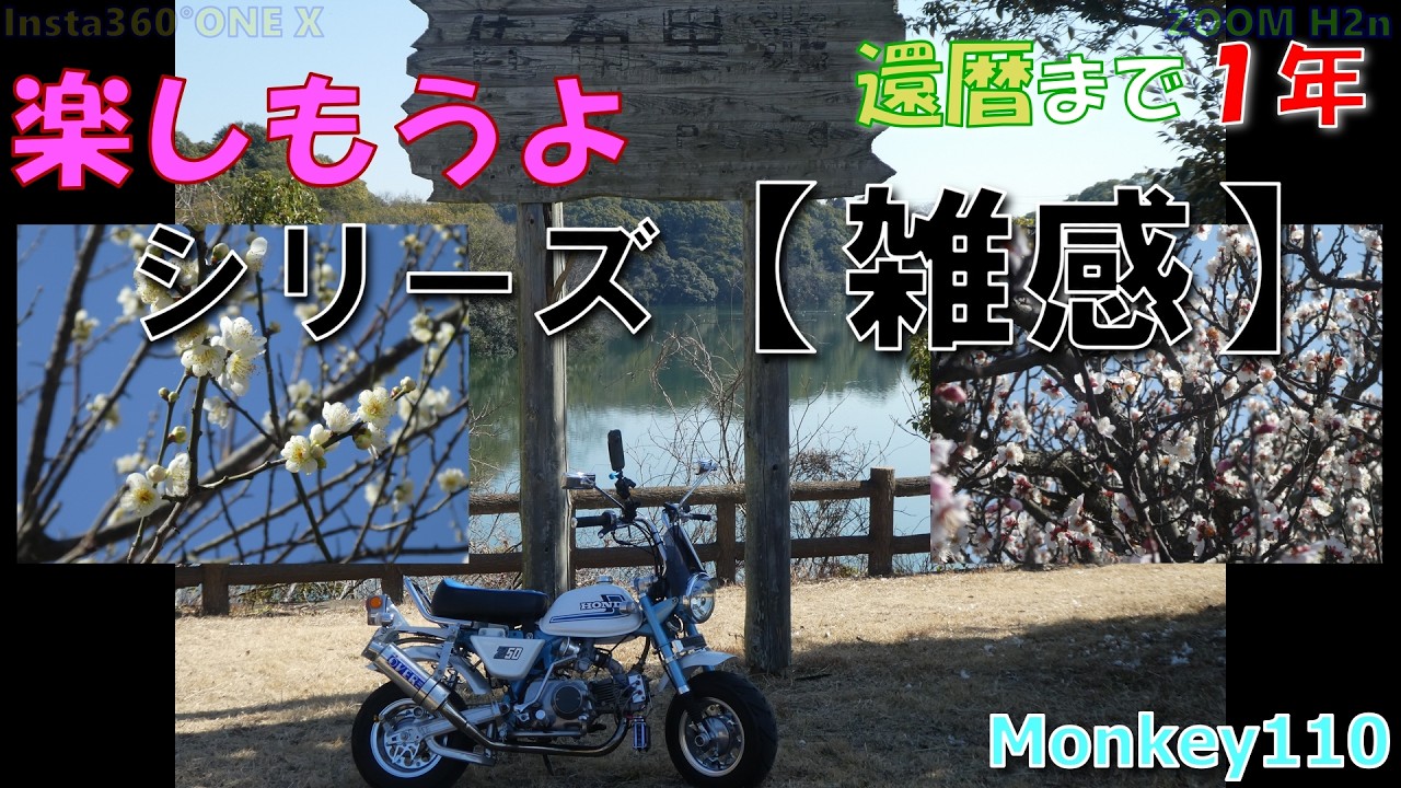 【雑感】【110モンキー】HONDA Monkey Insta360°ONE X#441 梅 佐布里池