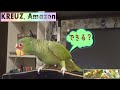 コボウシインコ"クロイツ"の素敵なリズム遊びKreuz, Amazon is carrying out great rhythm play.