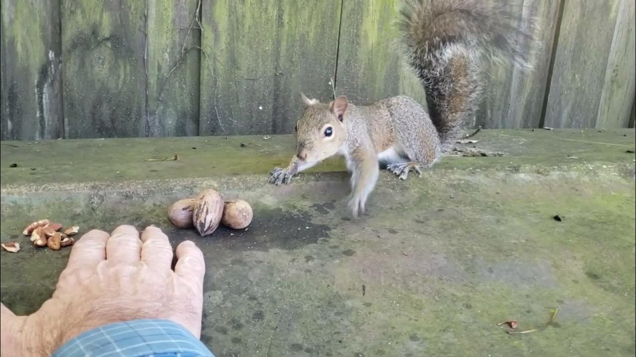 Squirrel "Lock Jaw" Opens a Pecan in the Shell YouTube