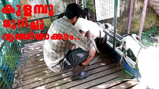 ആടിന്റെ കുളമ്പ് മുറിക്കാൻ പഠിച്ചാലോ |goat hoof cutting malayalam video