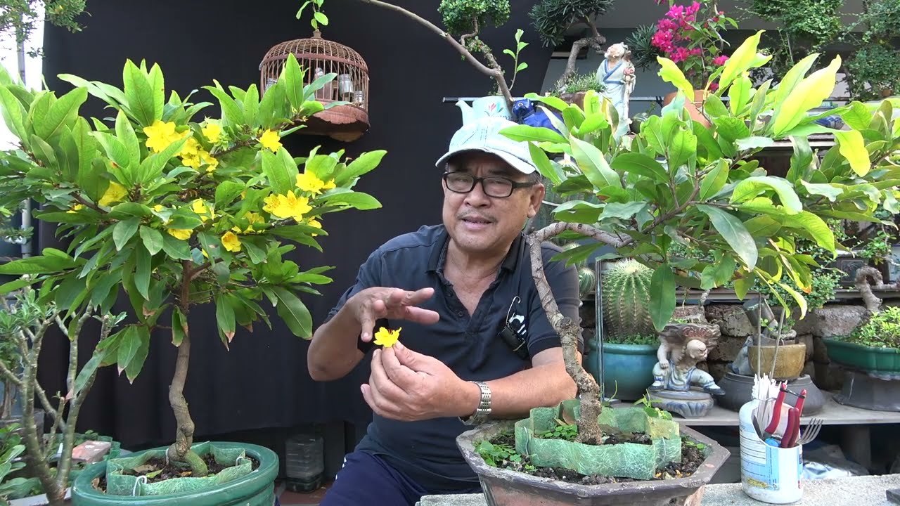 MAI VÀNG NỞ SỚM - NGUYÊN NHÂN VÀ CÁCH KHẮC PHỤC BẠN BIẾT CHƯA ?