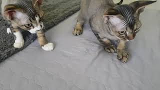 Raffael & Ragnar Devon Rex by Raffael Ragnar 88 views 3 years ago 13 seconds