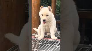 The baby dog is so lovely #ytshorts #ytshorts #doggybestfriend #shibainu #dogezilla