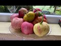 Vlog 163- Латвийские дачи - осенние сады