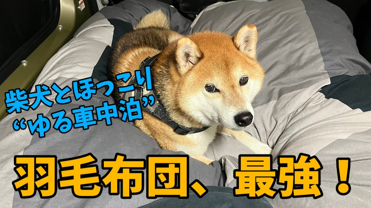 【羽毛布団、最強！】柴犬と“ゆる車中泊”で、無理なくほっこり癒し時間！